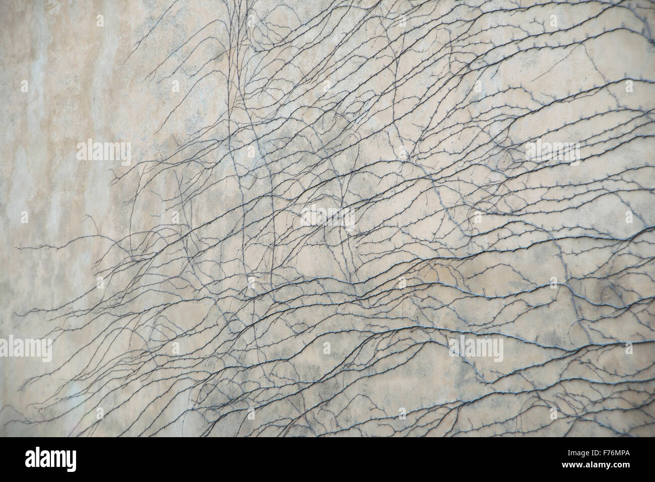 Abstract textured decorative, roots on wall backgrounds Stock Photo - Alamy