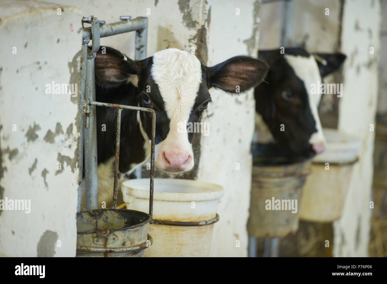 SOUTH AFRICA Cows on dairy farm Stock Photo Alamy