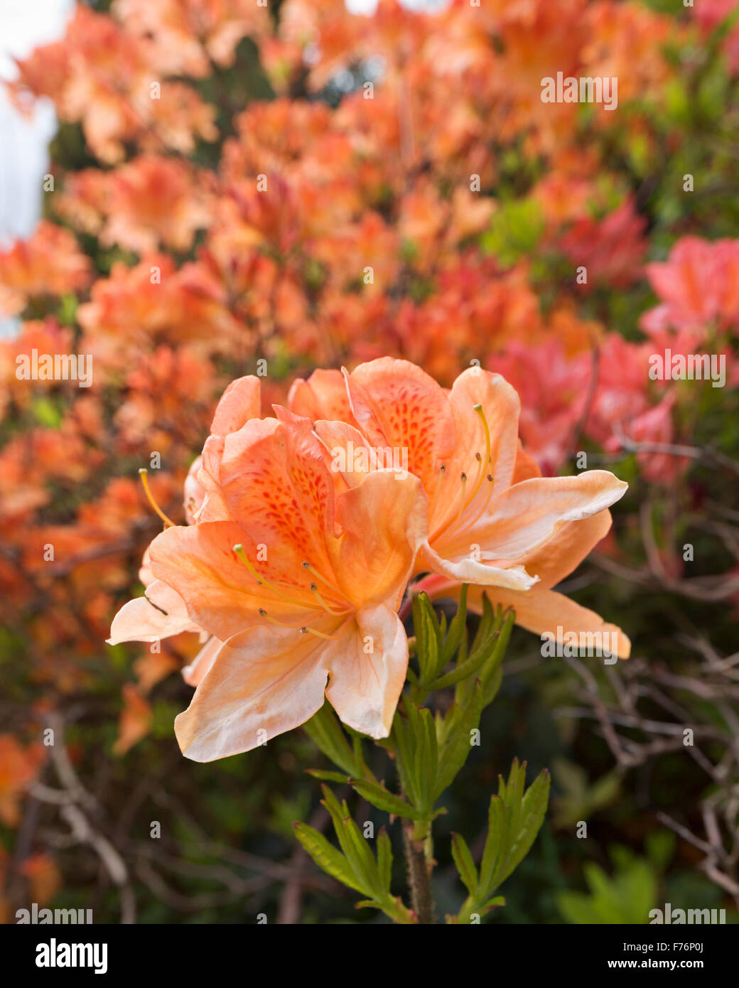 Rhododendron in Bloom Stock Photo