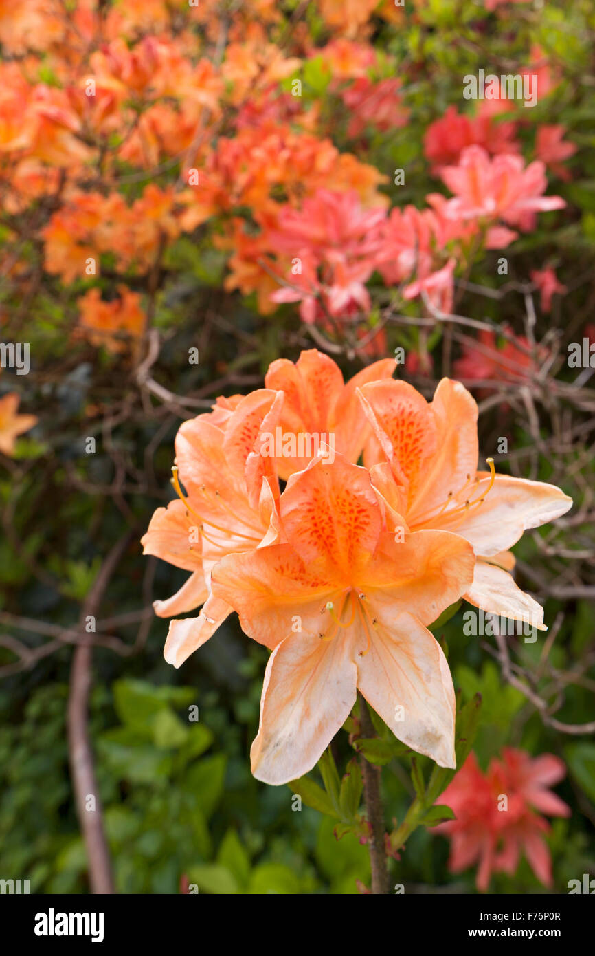 Rhododendron in Bloom Stock Photo