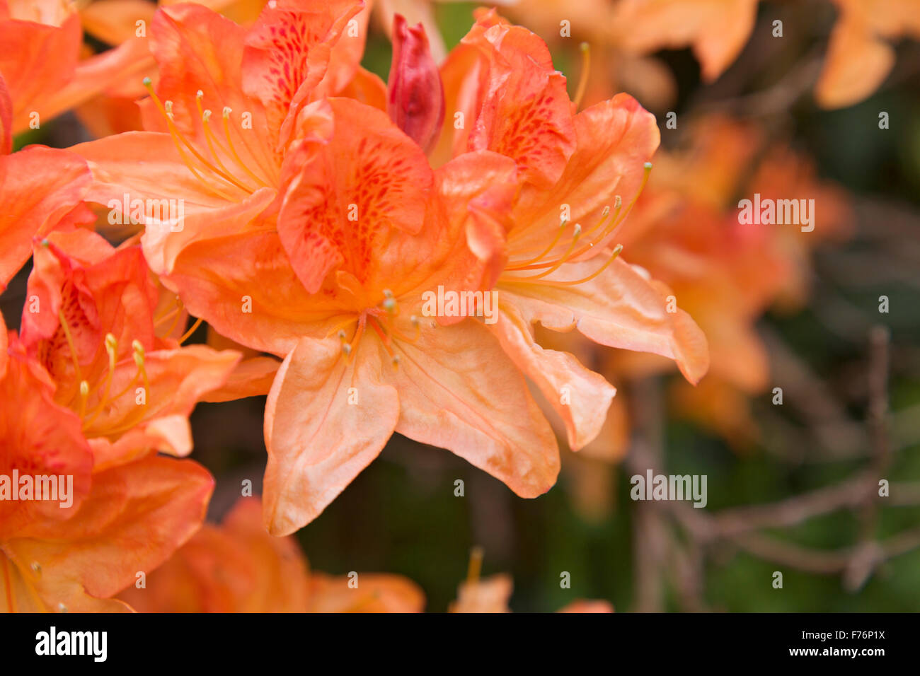 Rhododendron in Bloom Stock Photo Alamy