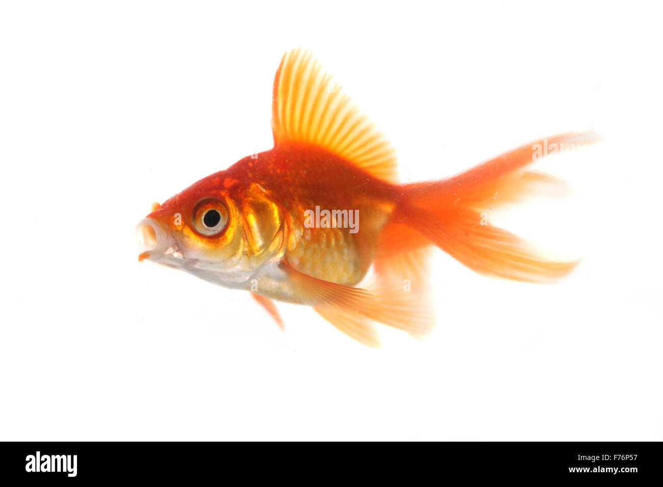 Goldfish With Mouth Wide Open Stock Photo Alamy