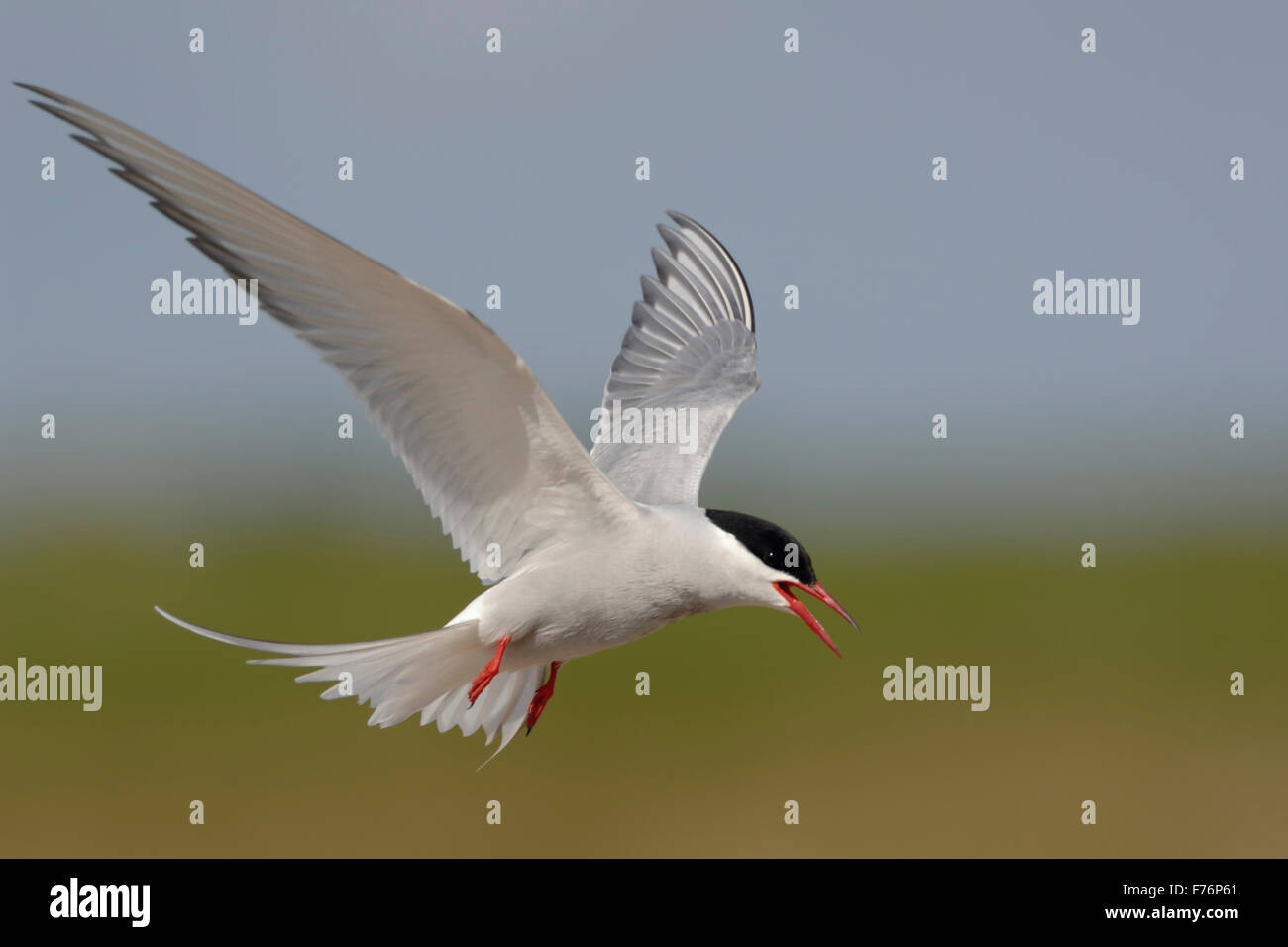 Adult Arctic tern / Kuestenseeschwalbe ( Sterna paradisaea ) in flight, stretched wings, calls agressive; nice background. Stock Photo