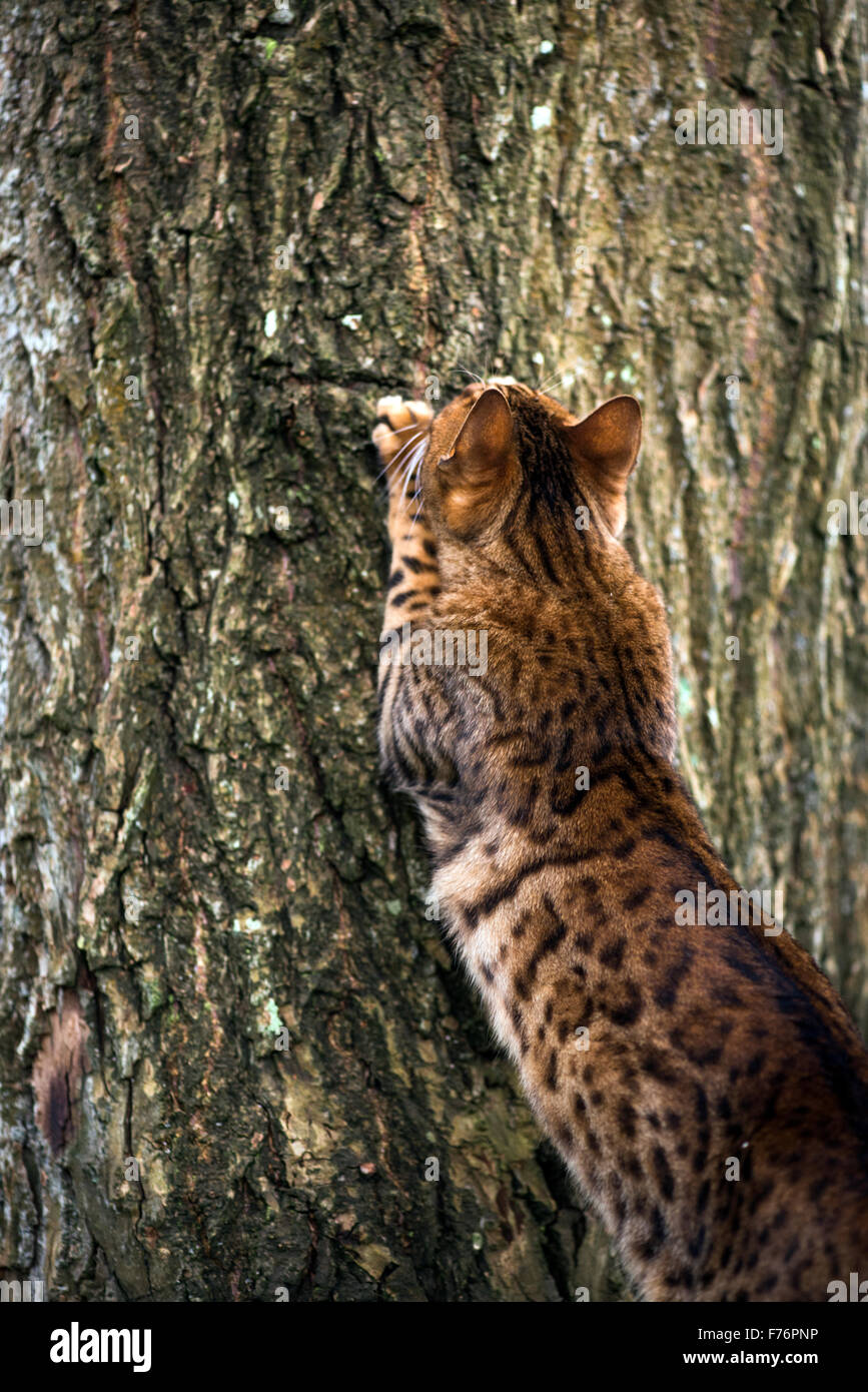 Bengal cat chasing up a tree Stock Photo