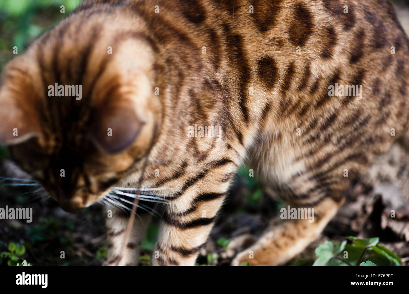 Astrid harrisson Stock Photos & Images from Alamy