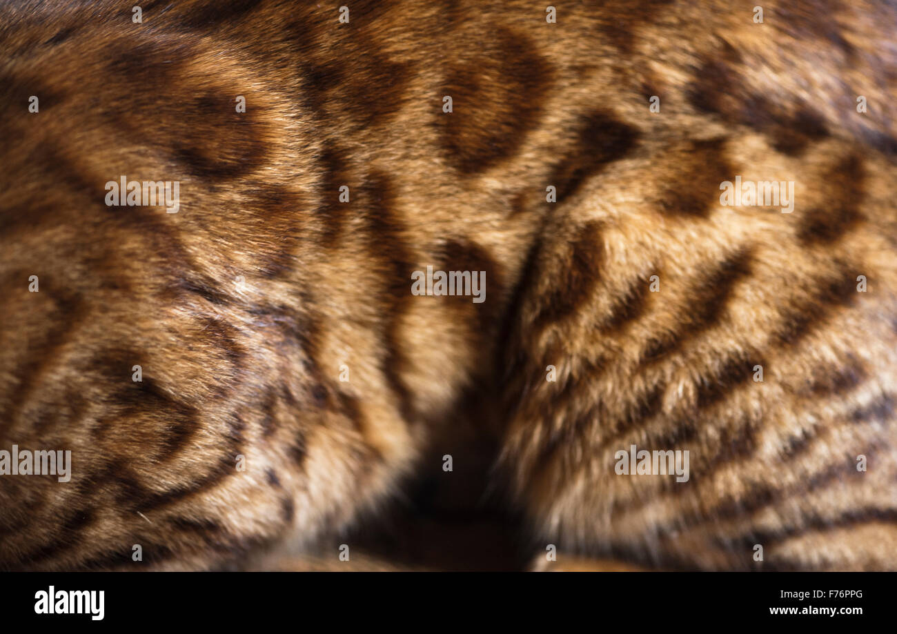 Bengal cat markings Stock Photo Alamy