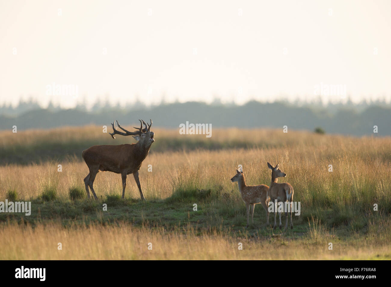 Red deer / Rothirsch ( Cervus elaphus ) stag, bellowing loudly, in typical steppe, two does standing next. Stock Photo