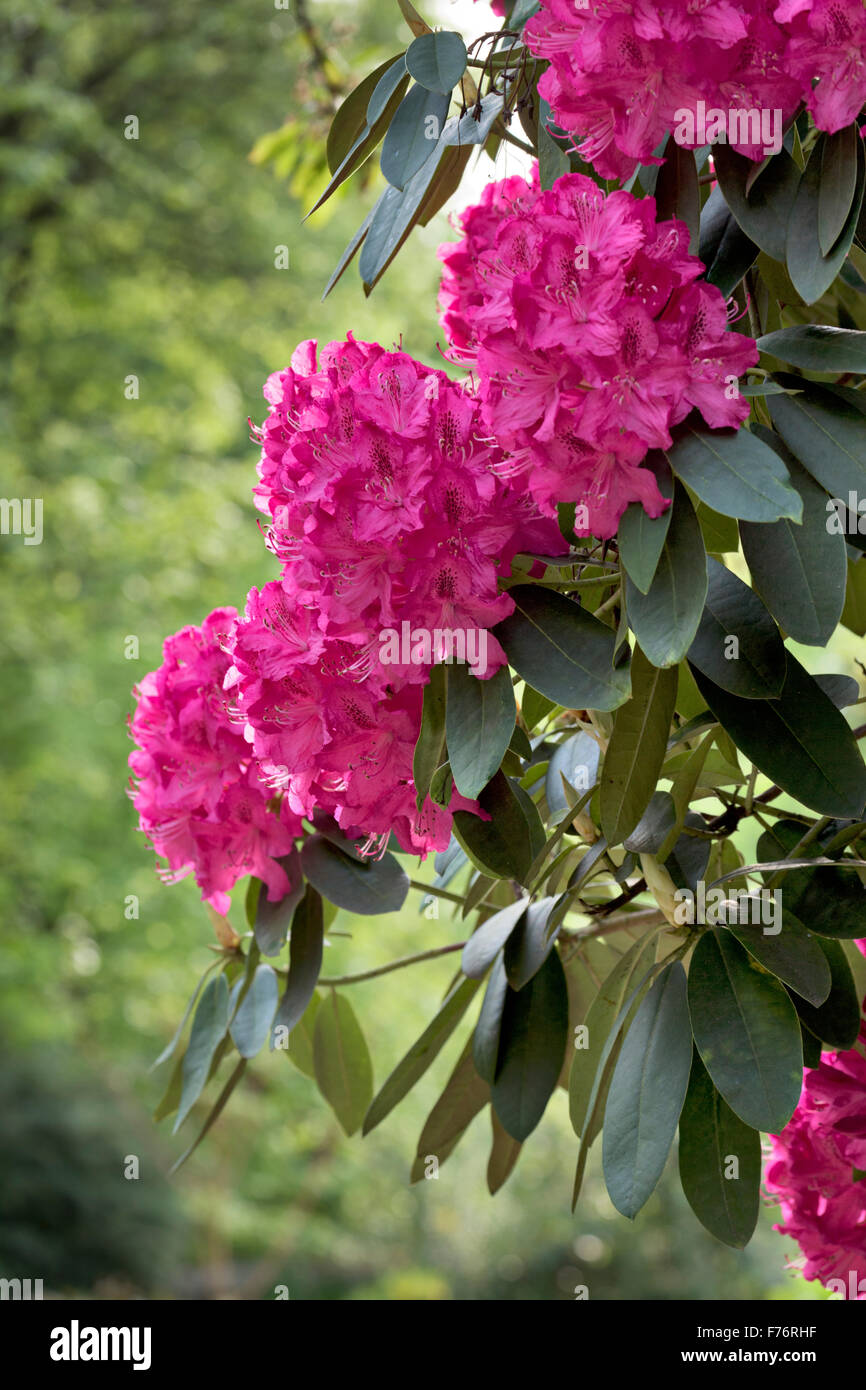 Rhododendron in Bloom Stock Photo