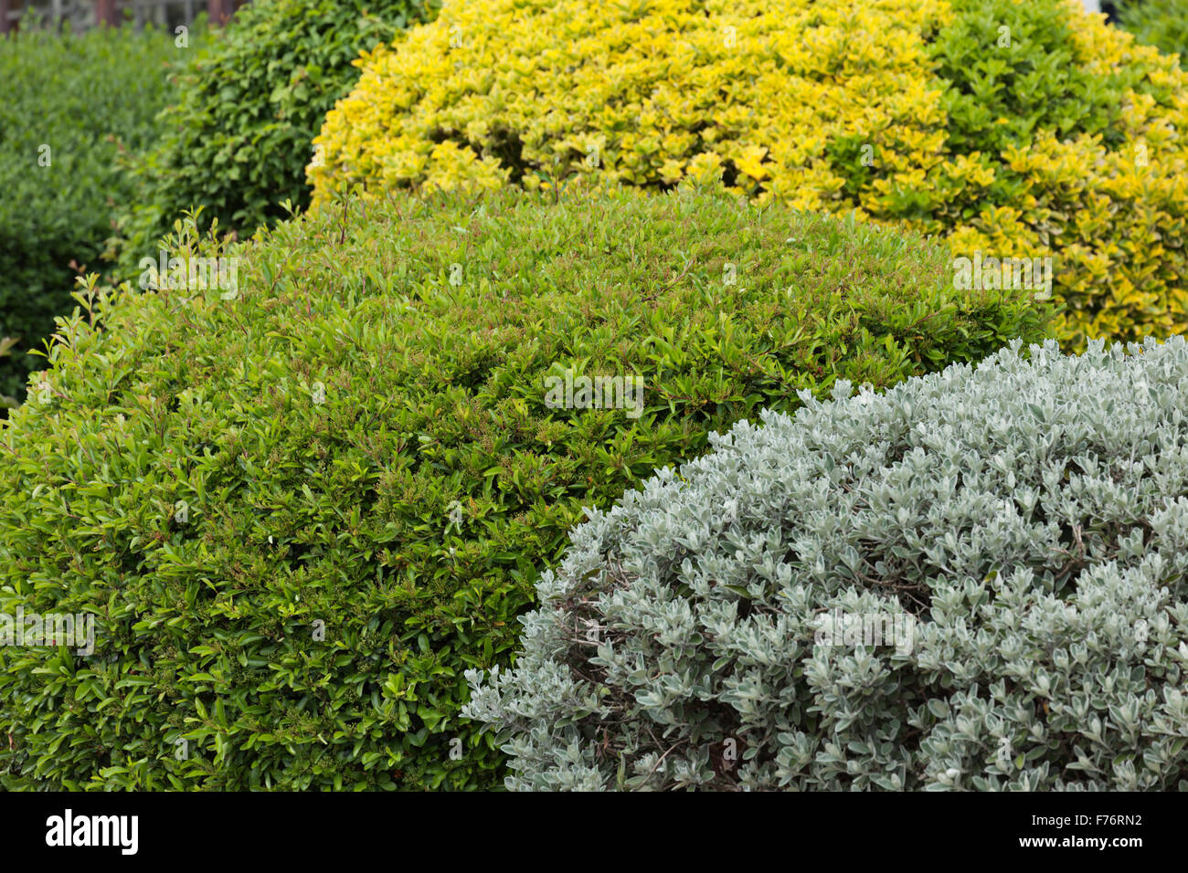 Green Shrubs Stock Photo