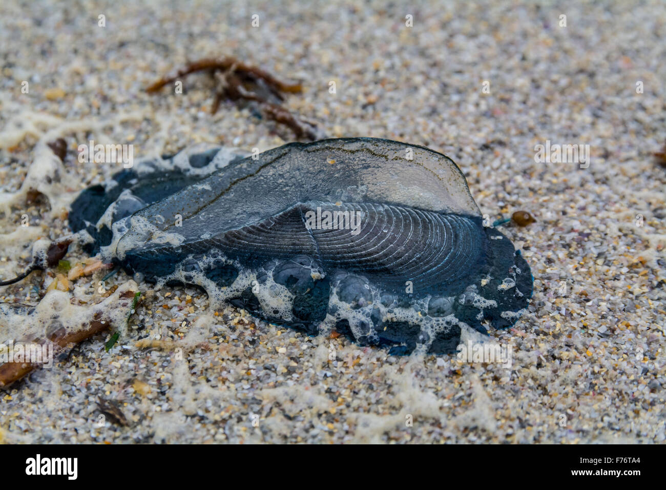 Sennen, Cornwall, UK. 26th September 2015. Thousands of Jellyfish and 'Bye the Wind Sailors' are being stranded on the beaches along the North Cornwall coast. Amongst them are the purple or mauve stinger jellyfish. Credit:  Simon Yates/Alamy Live News Stock Photo