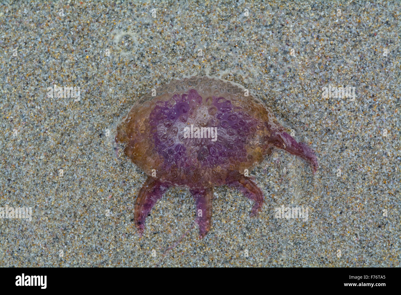 Sennen, Cornwall, UK. 26th September 2015. Thousands of Jellyfish and 'Bye the Wind Sailors' are being stranded on the beaches along the North Cornwall coast. Amongst them are the purple or mauve stinger jellyfish. Credit:  Simon Yates/Alamy Live News Stock Photo