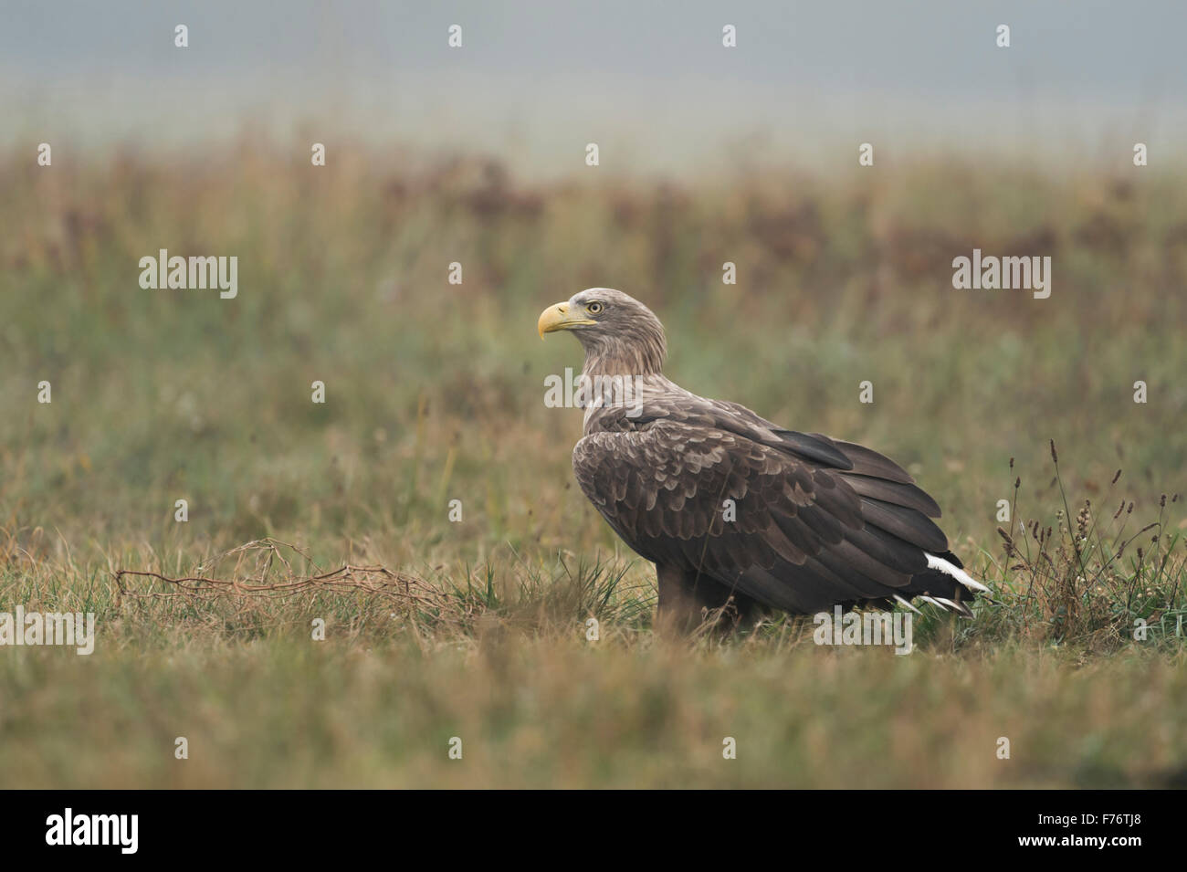 Attentive adult White-tailed Eagle / Sea Eagle / Seeadler ( Haliaeetus albicilla ) sits on the ground, carefully looking around. Stock Photo