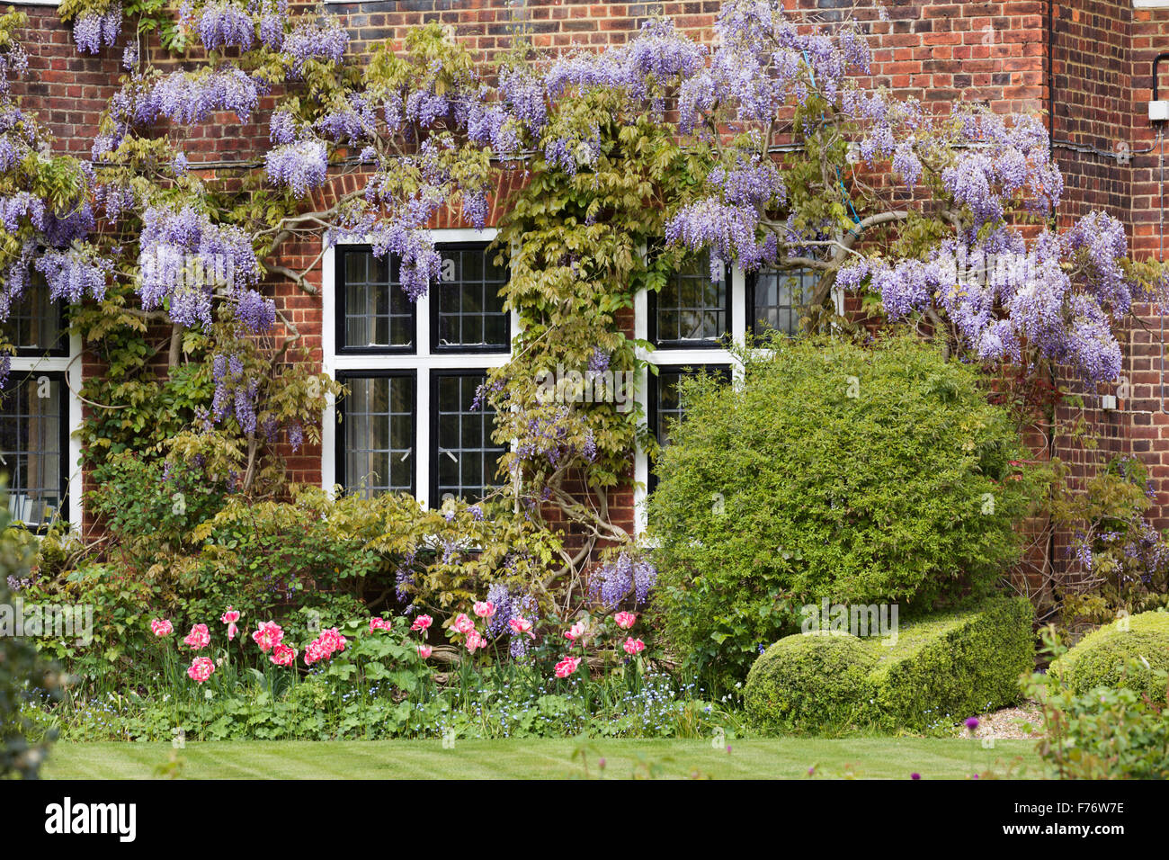 Blooming Wisteria in Hampstead, London Stock Photo Alamy