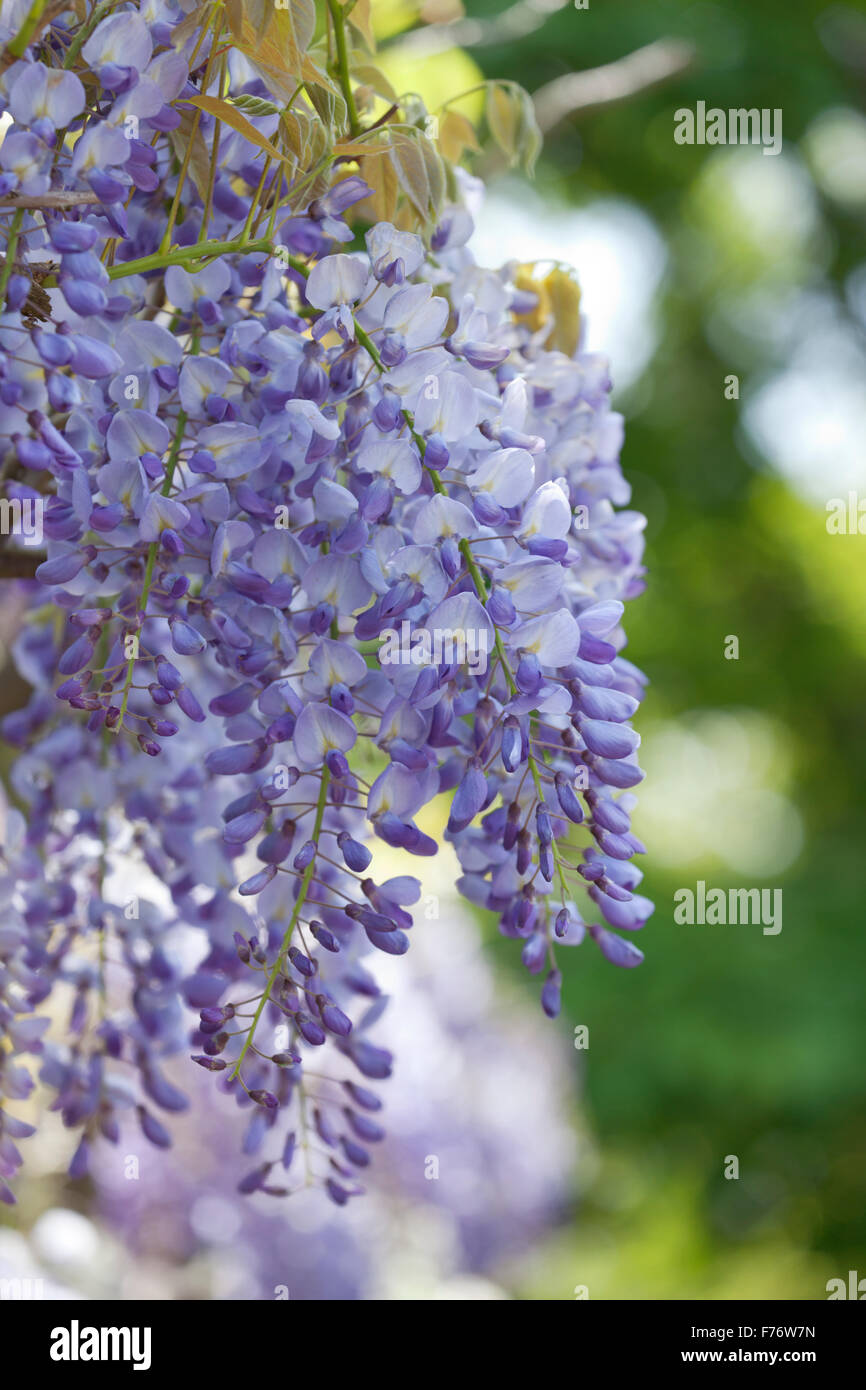 Blooming Wisteria Stock Photo Alamy