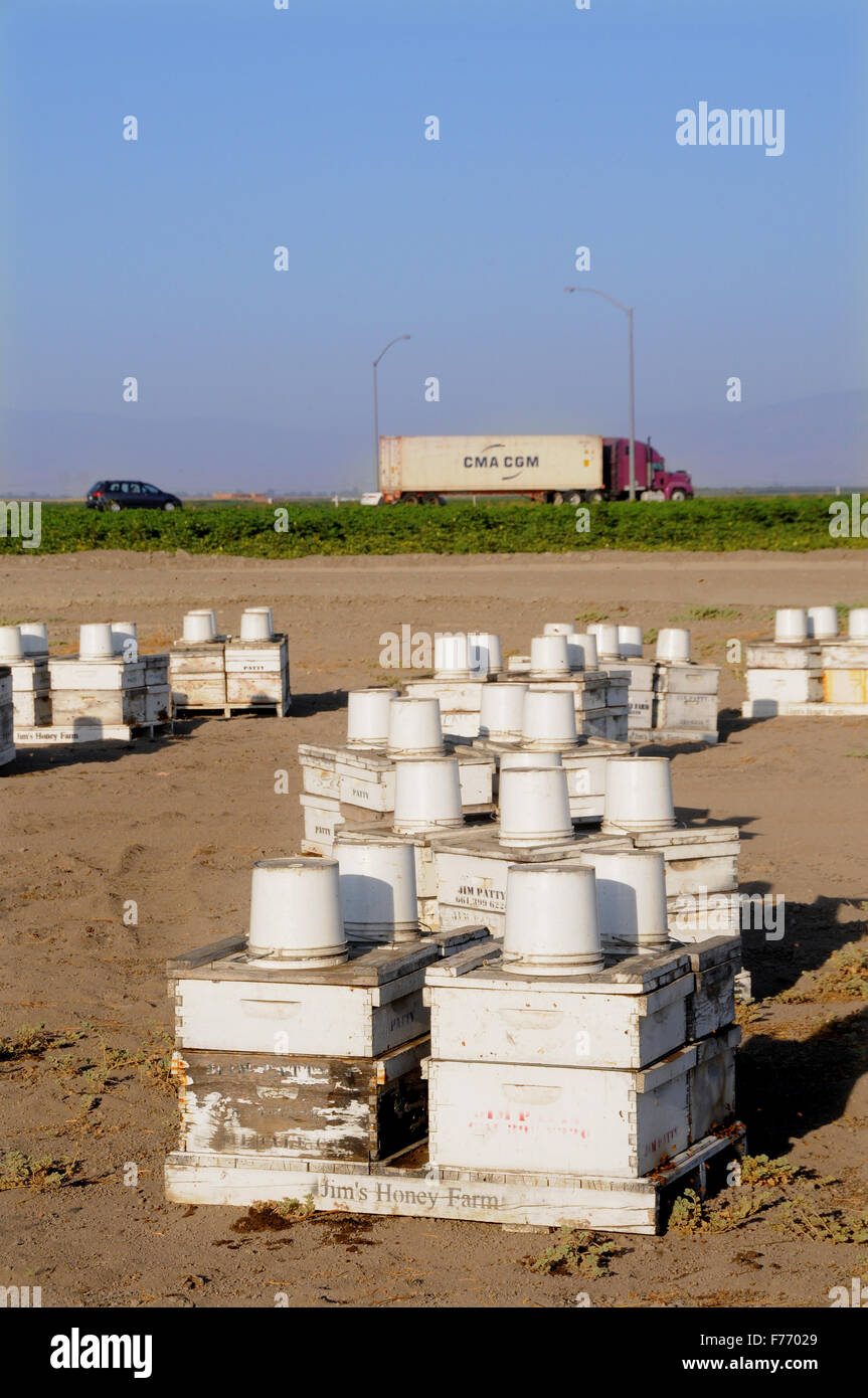 Bee Hives for pollination of food crops in central valley California during the great die off due to vireos affecting human foods in America USA Stock Photo