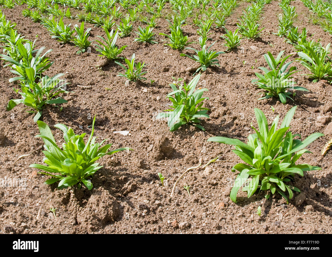 Garden agriculture green plants hi-res stock photography and images - Alamy