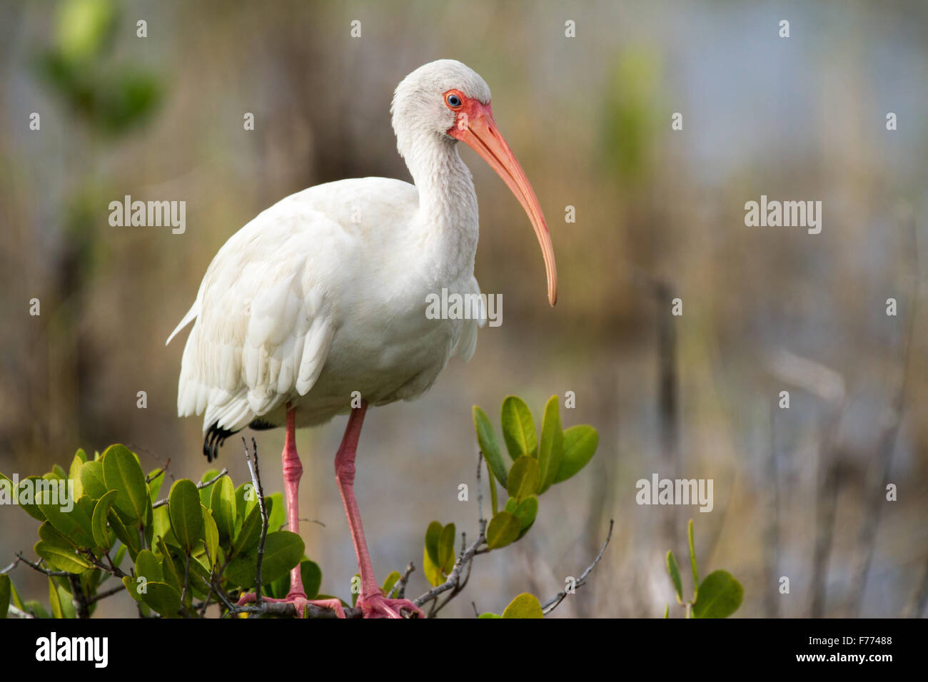 A white ibis perched on a shrub in a wetland in Florida. Stock Photo