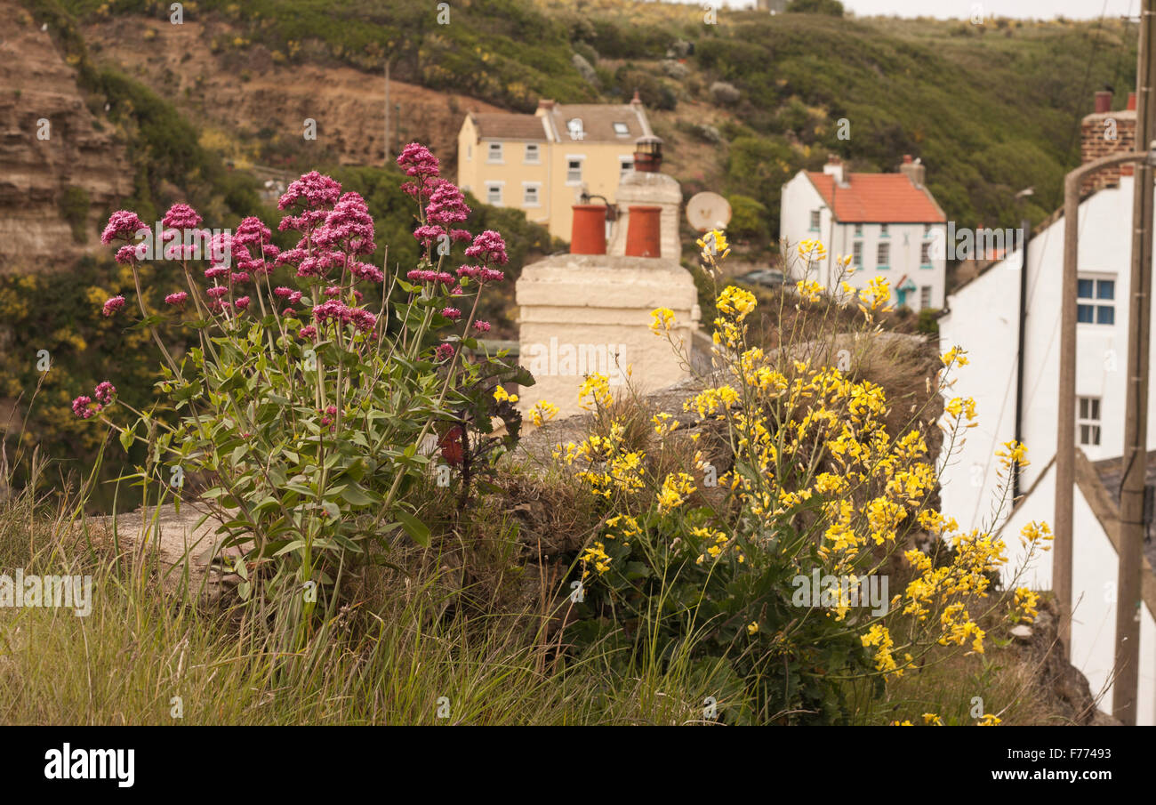 Hilltop view of Staithes fishing village,North Yorks showing cliff side , houses and wild flowers Stock Photo