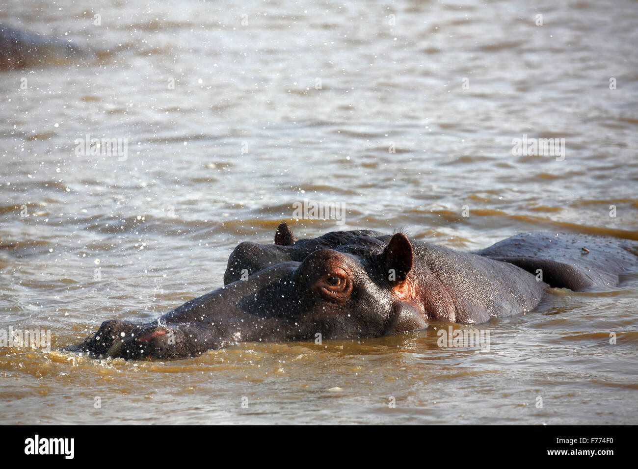 Hippo (Hippopatamus amphibius) breathing out, squirting water, in the water, iSimangaliso Wetland Park, National Park Stock Photo
