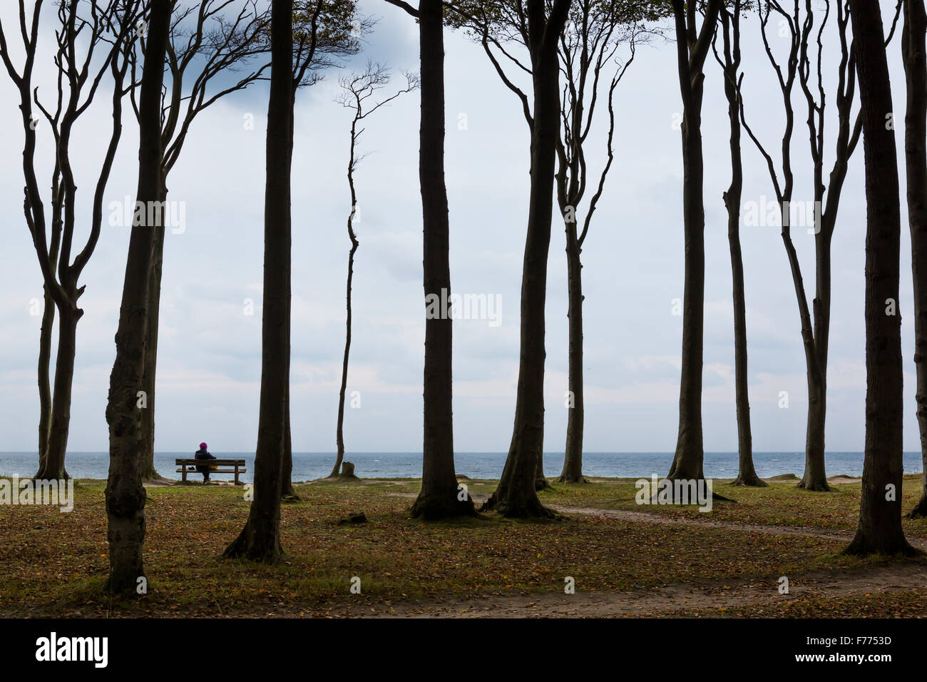 Beech (Fagus sp.) in Gespensterwald or Nienhäger Holz above steep coast, ghost forest, Nienhagen, Mecklenburg-Western Pomerania Stock Photo