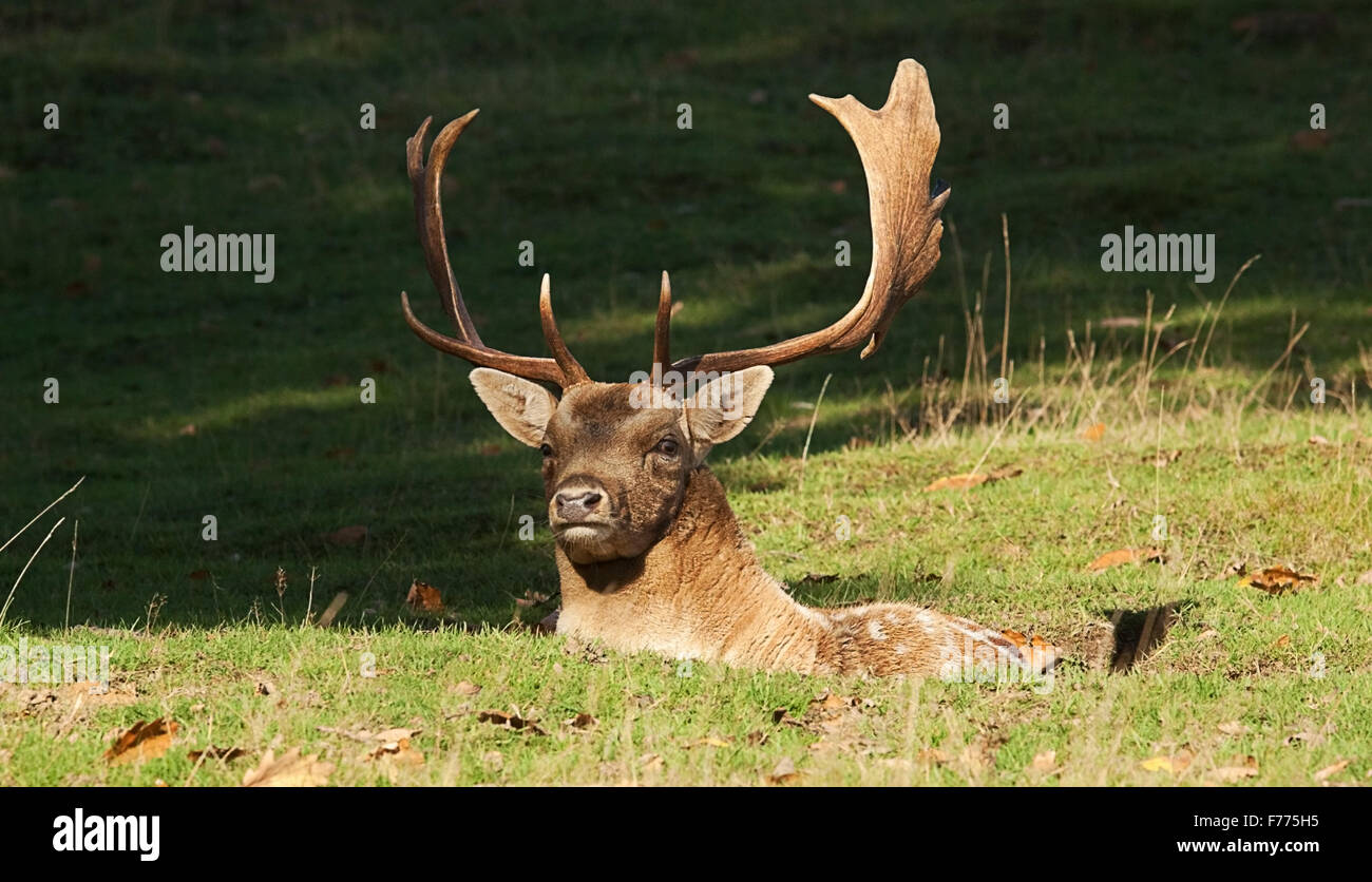 photo of a Fallow Buck sitting in a hollow Stock Photo