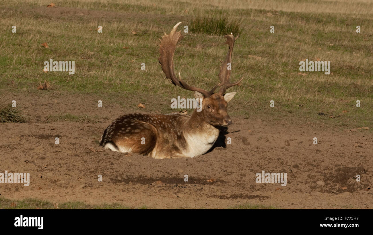 Photo of a Fallow Buck sitting in a hollow Stock Photo