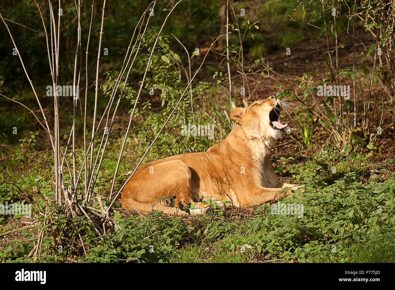 Photo of a yawning Barbary Lioness Stock Photo - Alamy