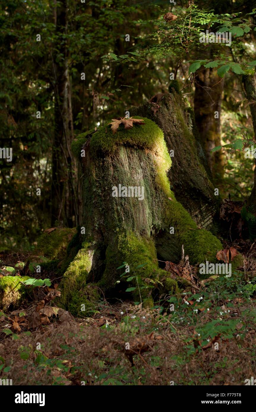 A moss covered stump found at Mason County Park, Shelton, WA, Mason County, USA. Stock Photo