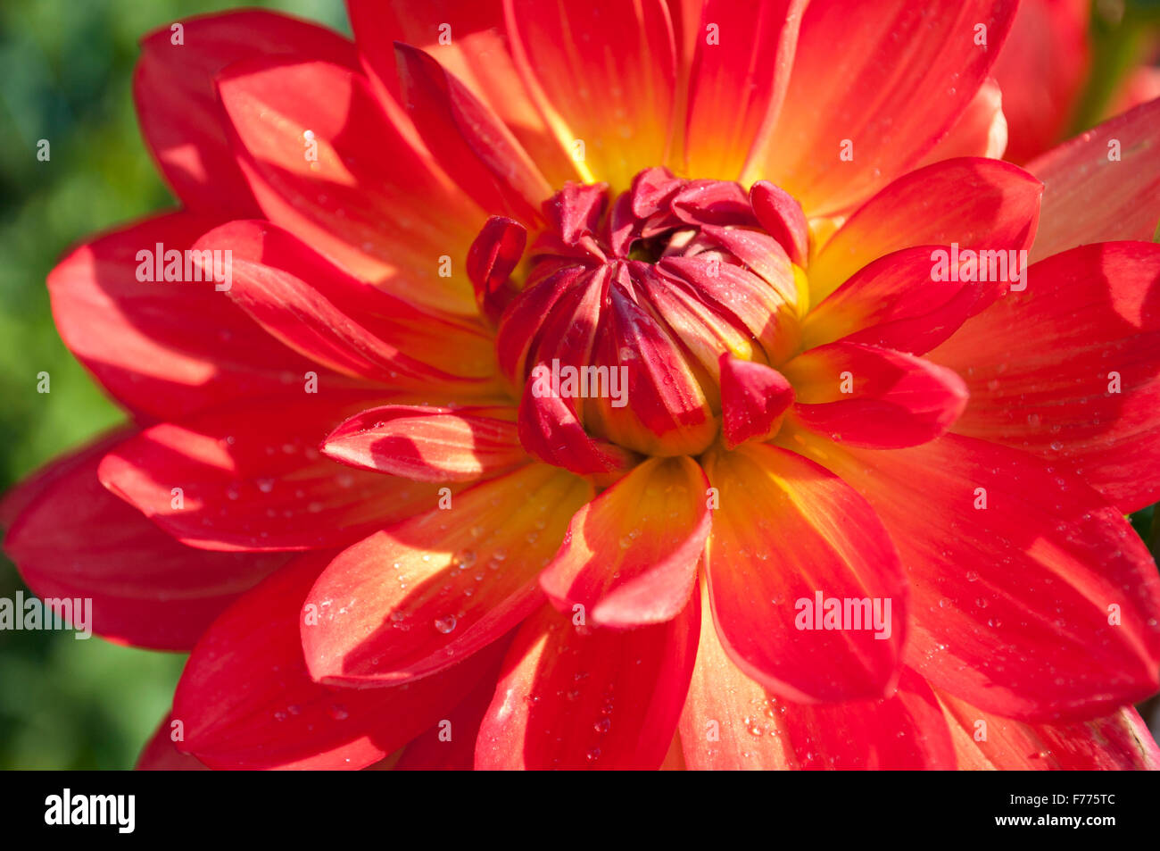 Close up of a reddish Dahlia with a yellow center photographed in Olympia, WA. Thurston County, USA. Stock Photo