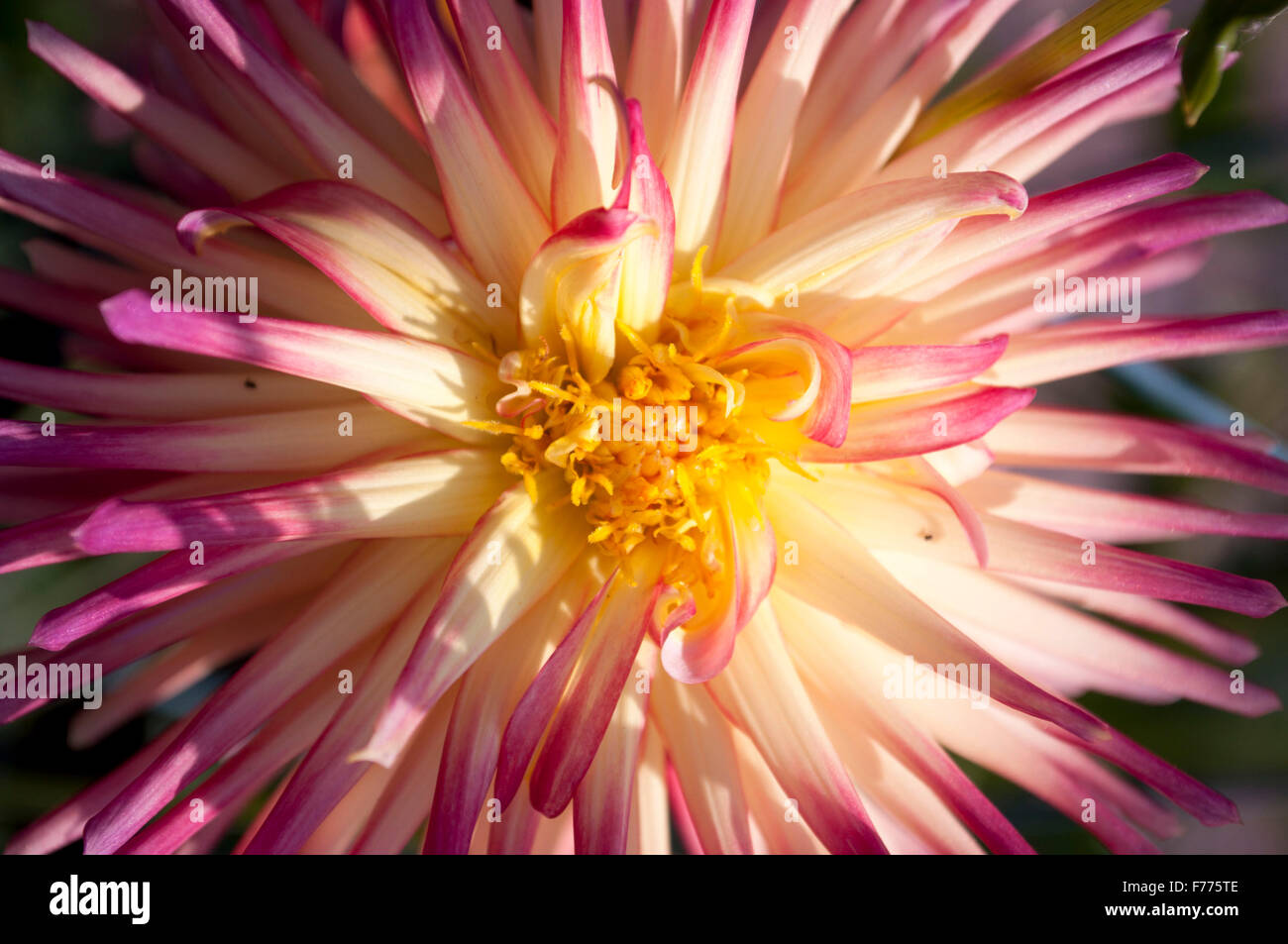 Close up of a Pink Dahlia with a yellow center photographed in Olympia, WA. Thurston County, USA. Stock Photo