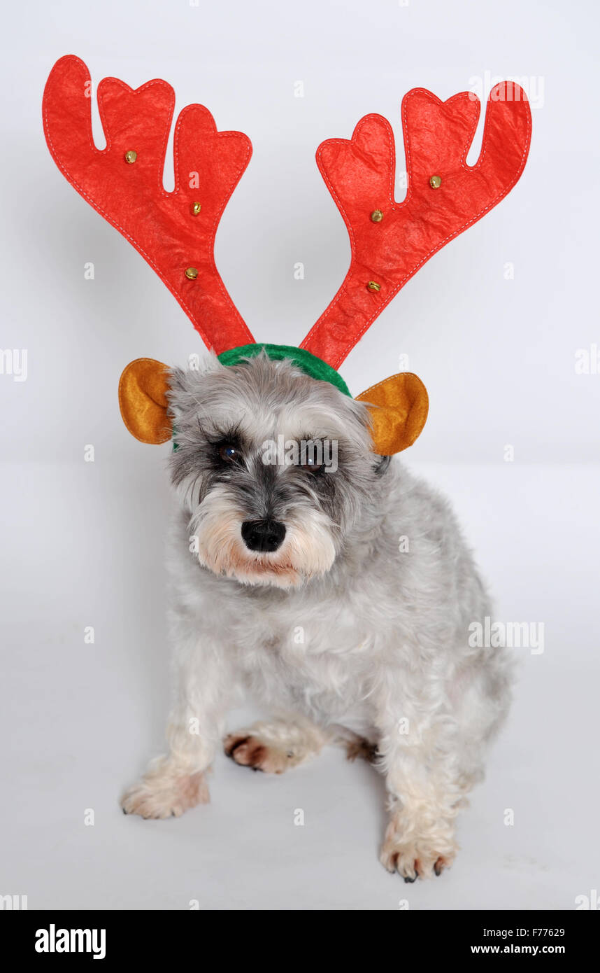 Mini schnauzer dog wearing antler ears for Christmas Stock Photo
