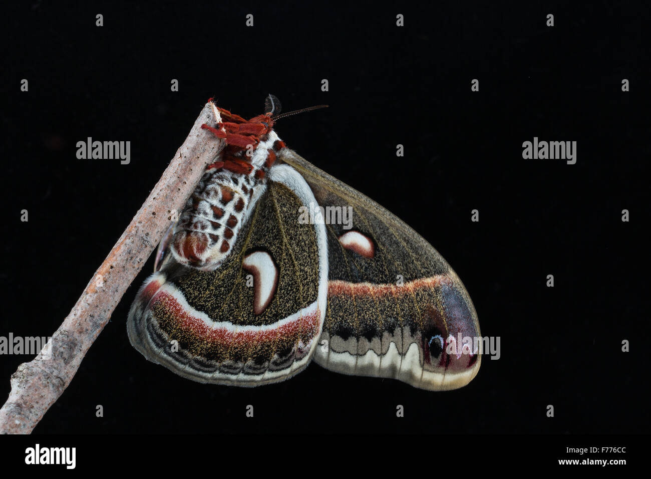 Cecropia silkmoth, Hyalophora cecropia, ventral side on black background Stock Photo