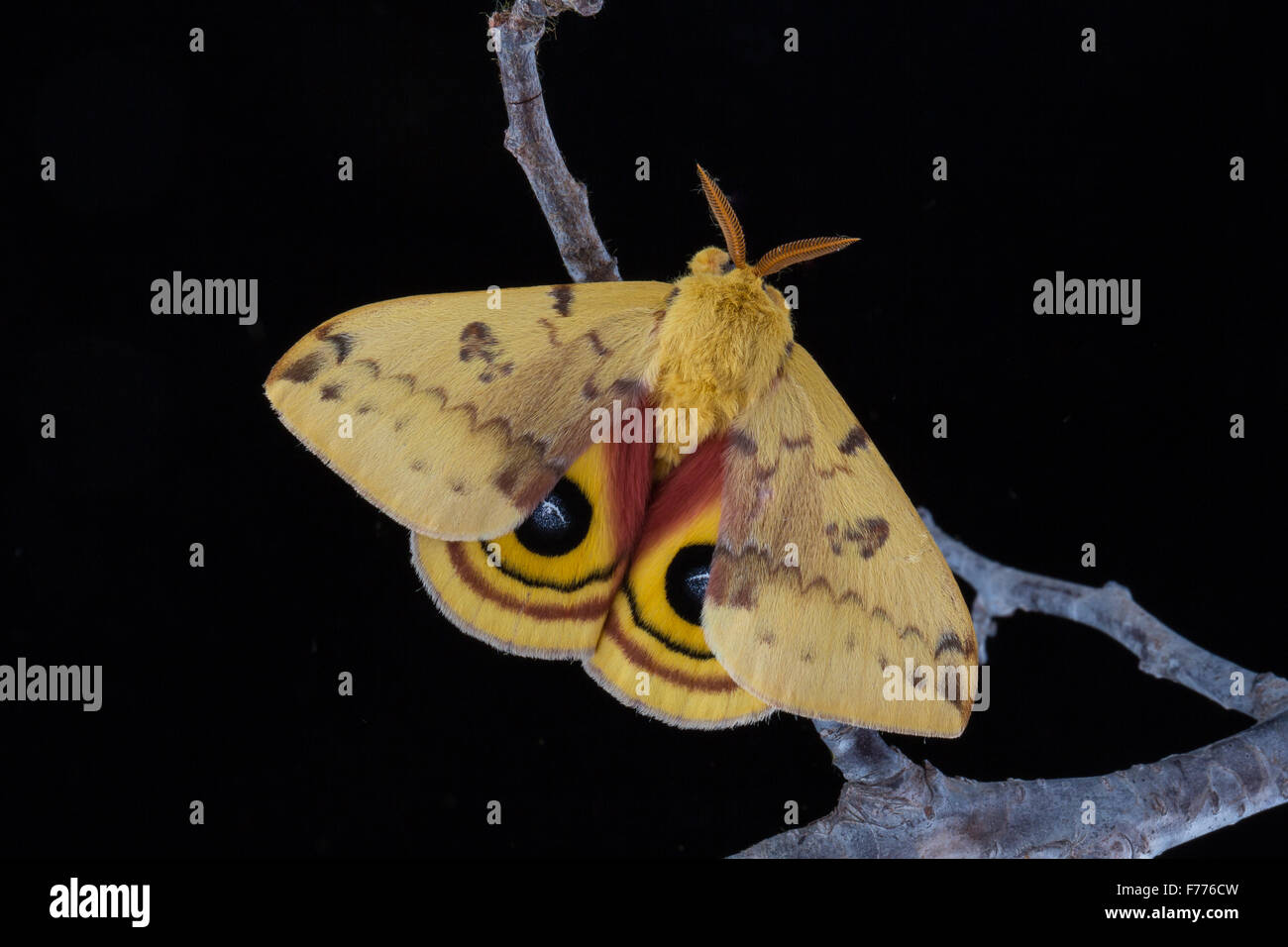 Io Moth, Automeris io, on black background Stock Photo