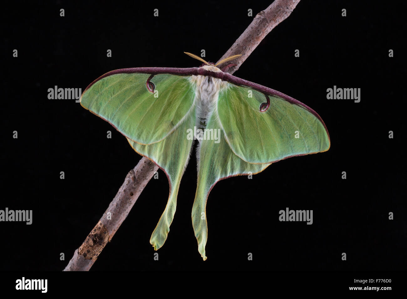 A fresh Luna Moth, Actias luna, with a black background Stock Photo