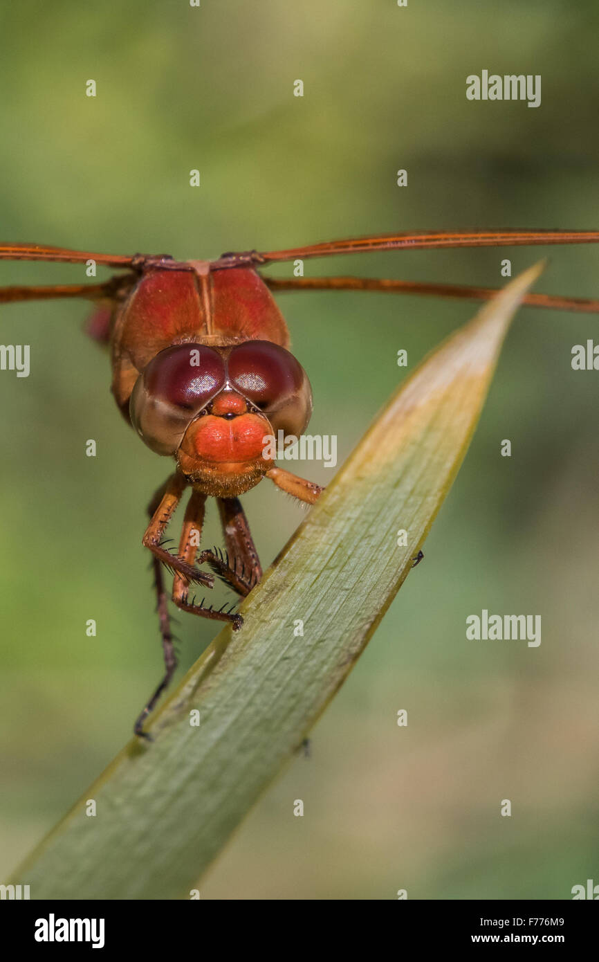 Neon Skimmer, Libellula croceipennis, perched on a blade of grass Stock Photo
