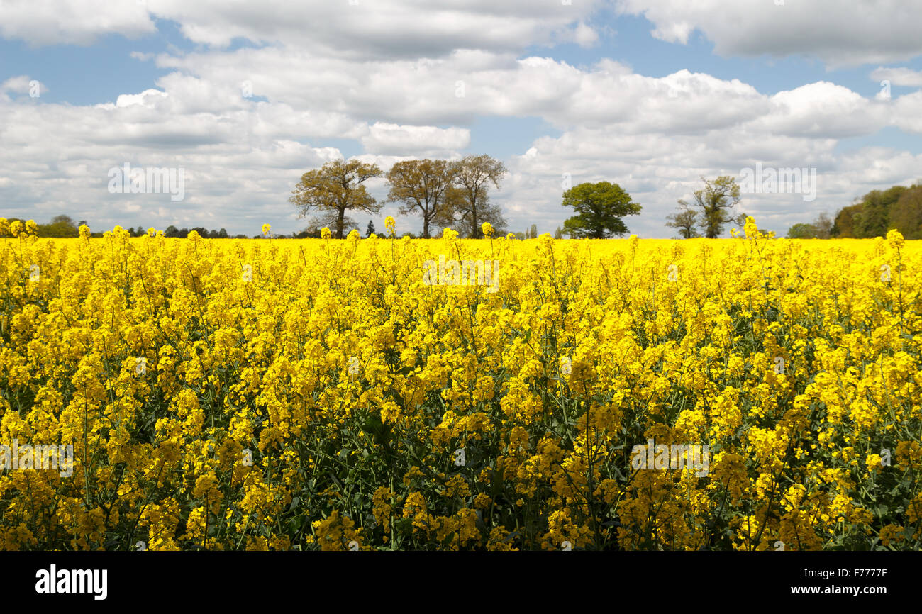 Big bright yellow Rape Seed Field in full bloom Stock Photo