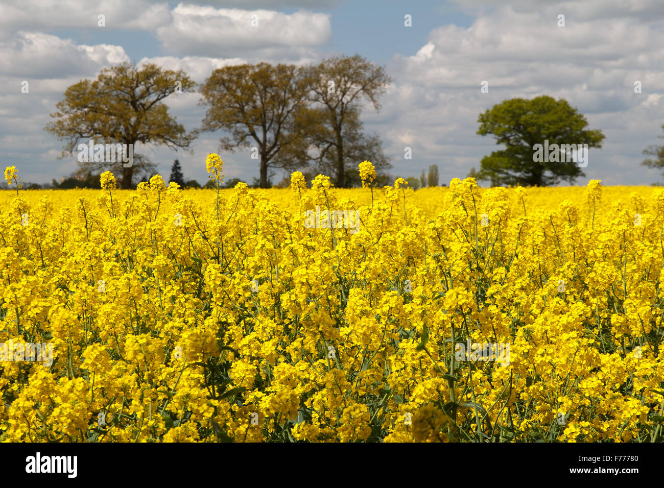 Big bright yellow Rape Seed Field in full bloom Stock Photo