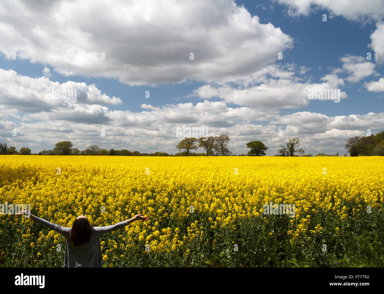 Female enjoys outside summer in big bright yellow rape seed field in the countryside Stock Photo