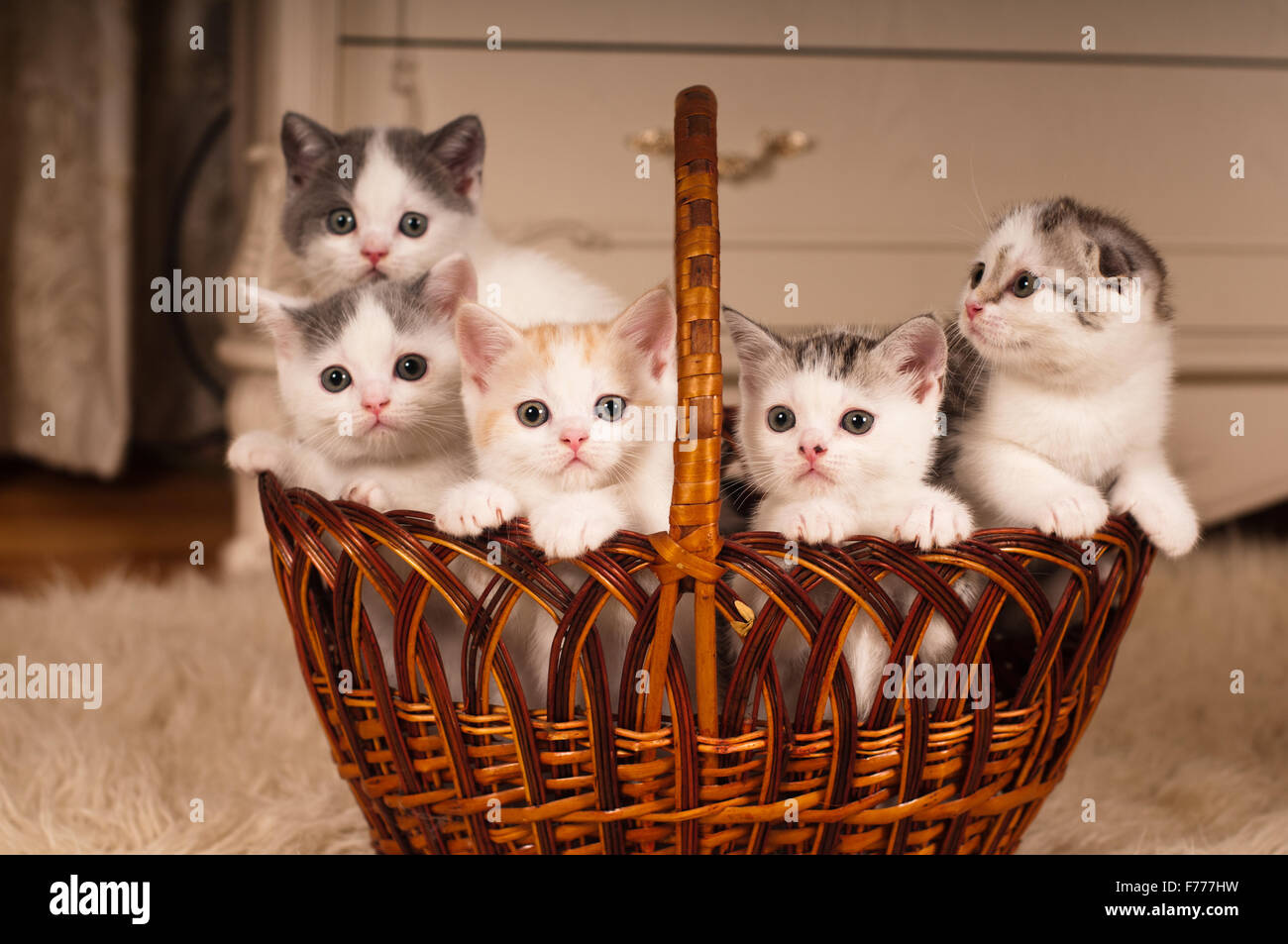 5 котят
