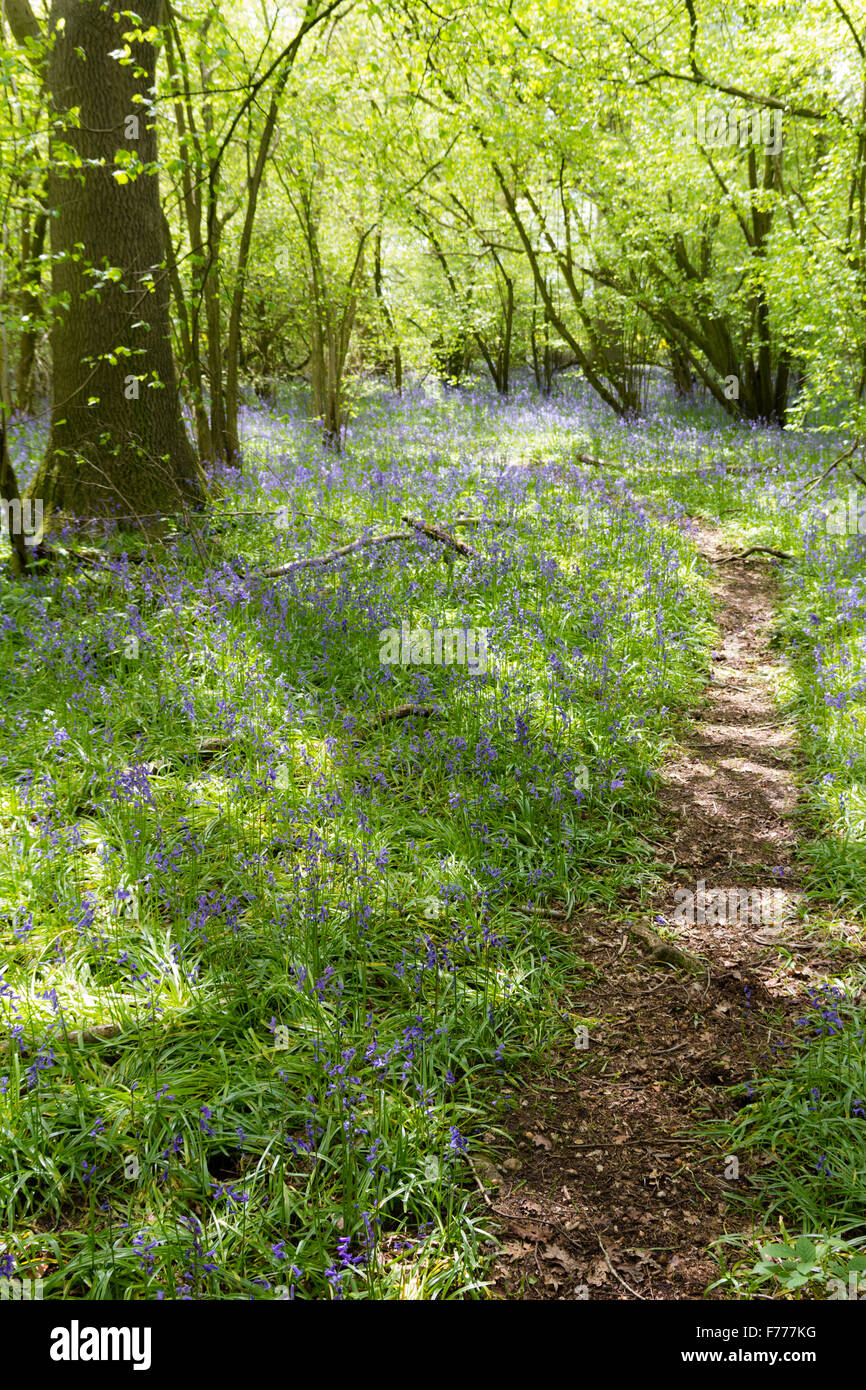 Path winding through a carpet of bluebells deep in the forest Stock Photo