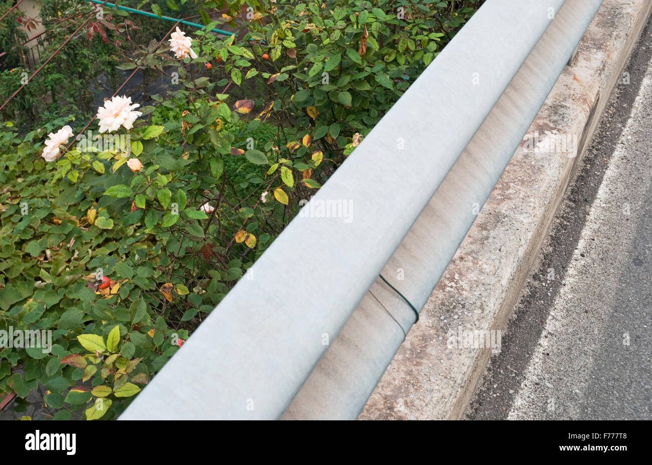 Guard rail and roses Stock Photo