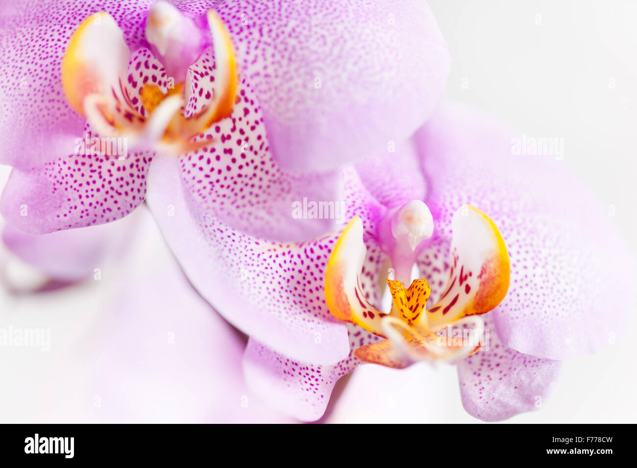 Pink blotchy Orchid flowers, blooming macro flowering plant detail in the Orchidaceae family, white yellow flower pink speckled Stock Photo