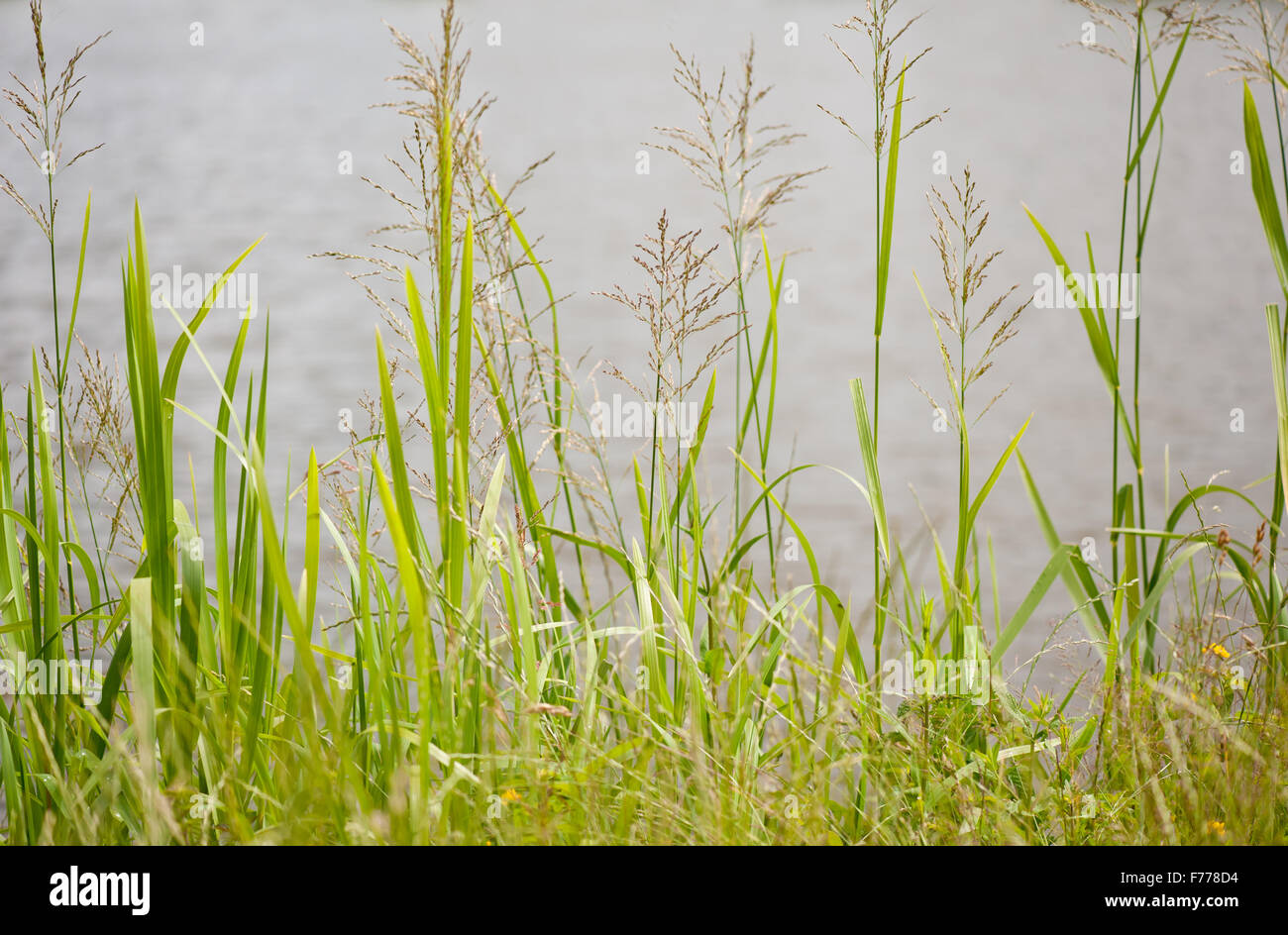 Flowering large grass clumps, decorative grass with seedheads grow near