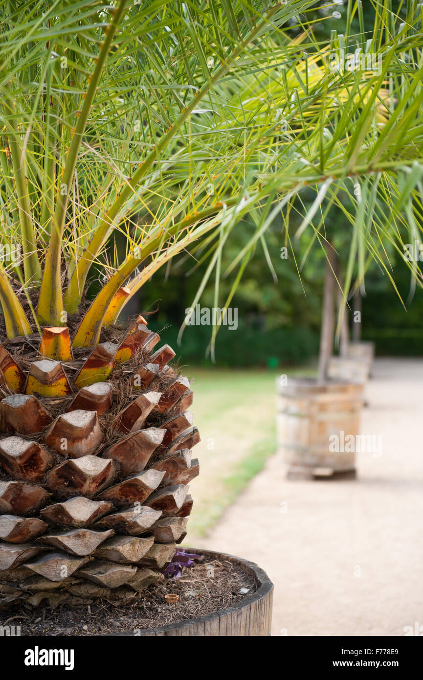 Palm tree in flowerpot, Arecaceae plant growing in huge wooden