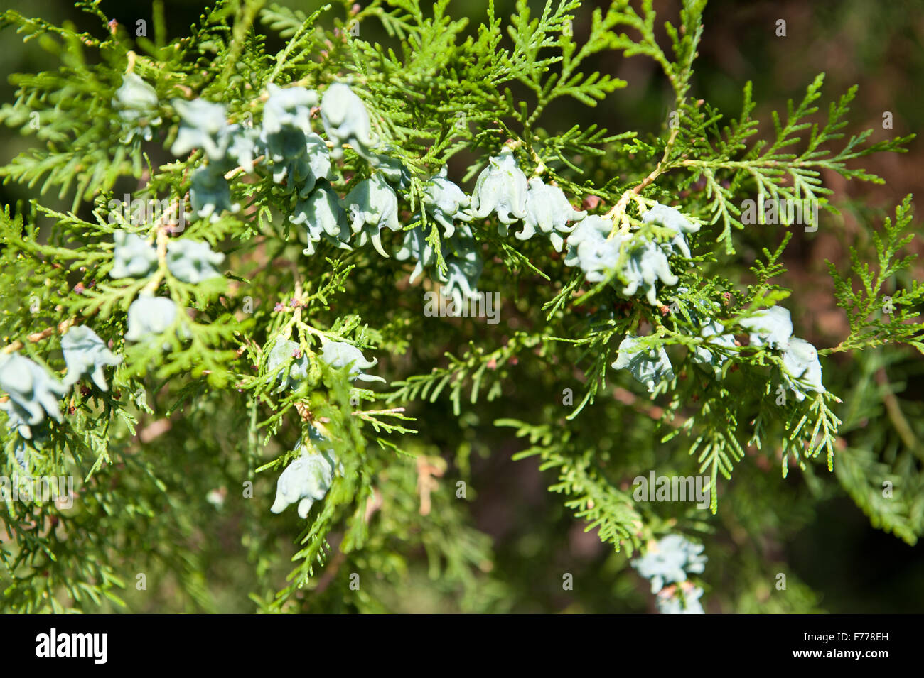 Thuja cones on twig in July, fresh green shoots on the coniferous tree twigs closeup, plant grow in Poland, horizontal... Stock Photo