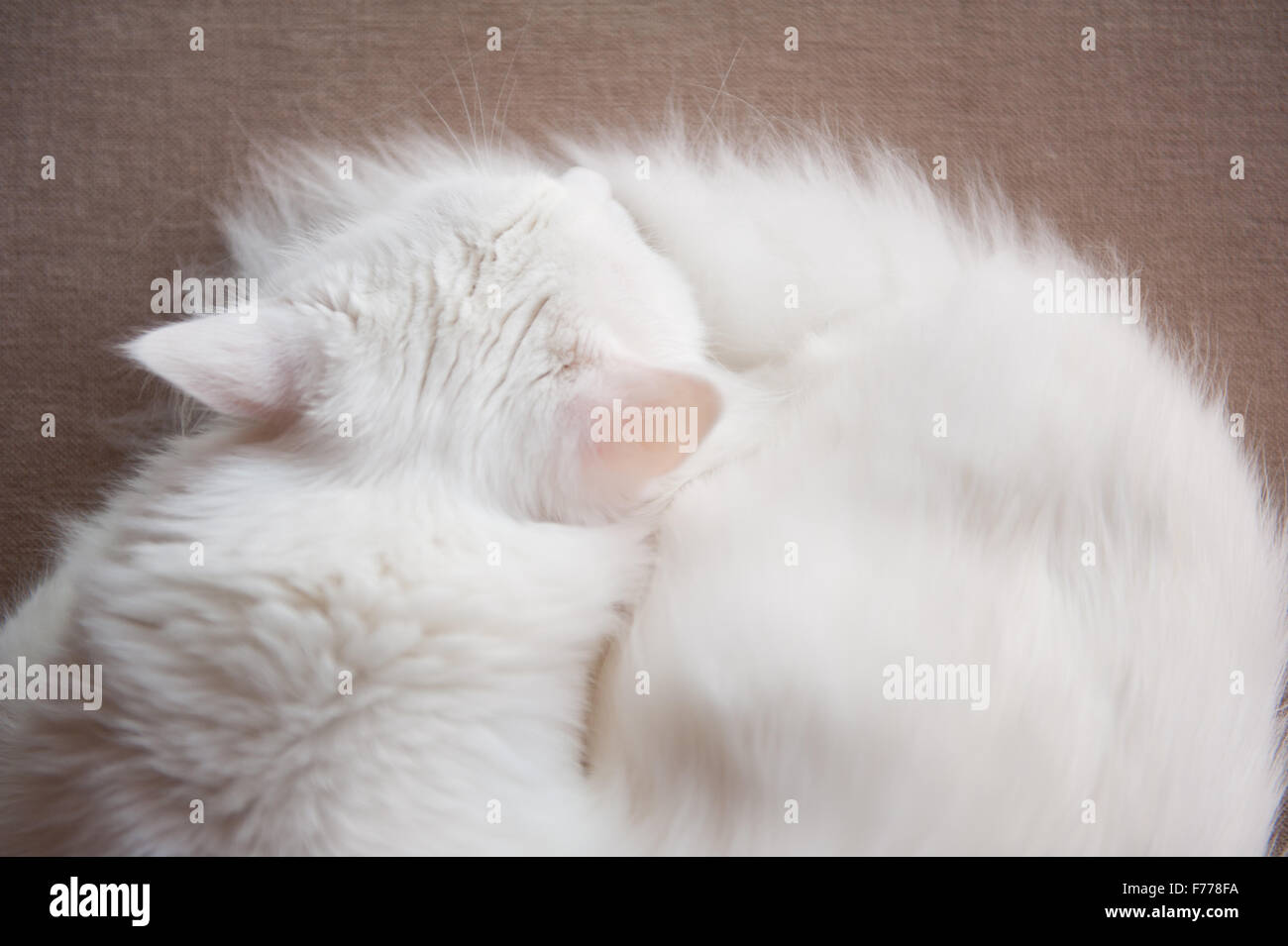 Turkish Angora cat sleeping, Ankara kedisi or Ankara cat, domestic breed white long hair cat, animal lying view from above in ho Stock Photo