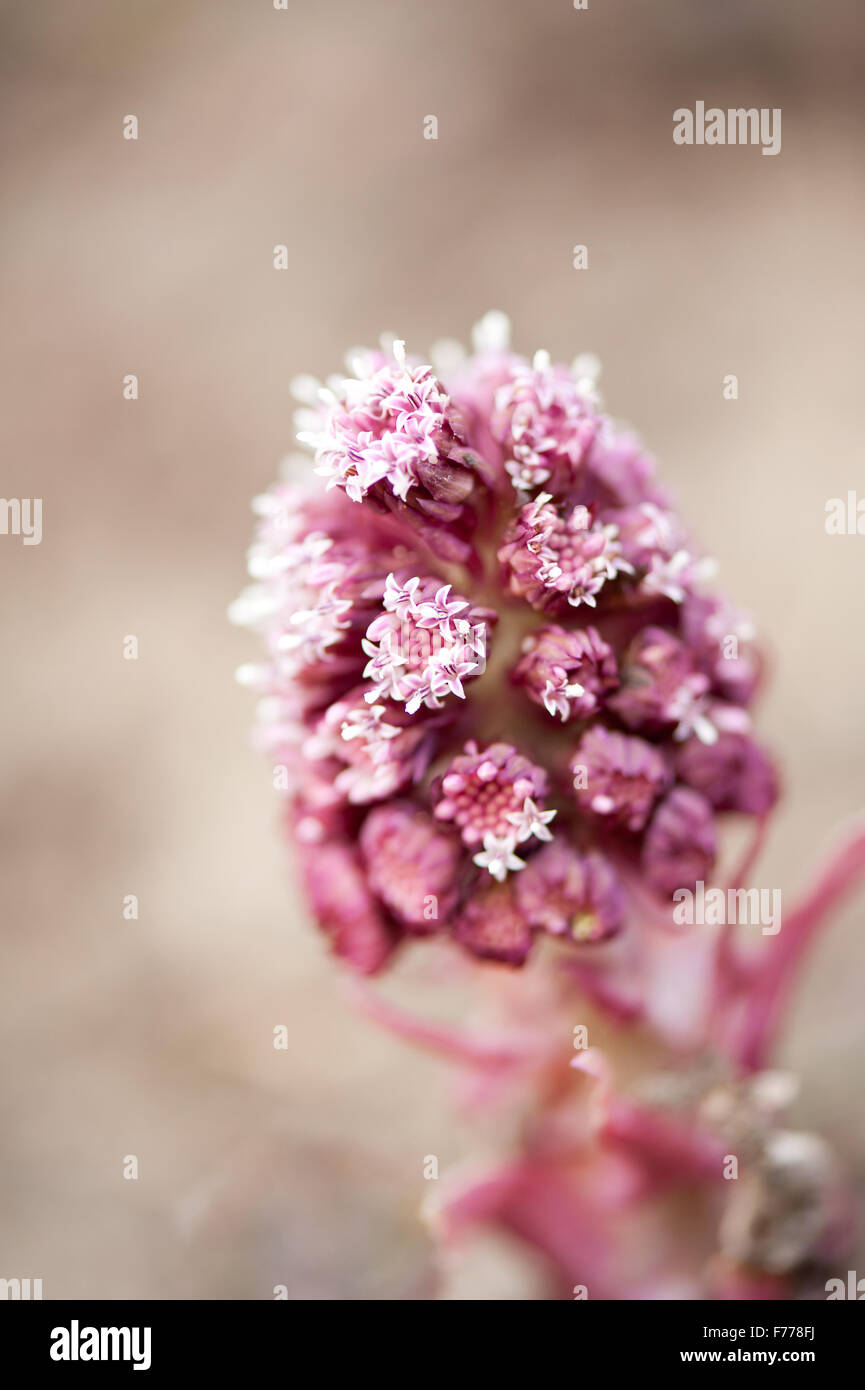 Petasites hybridus flowers macro, butterbur herbaceous perennial in the Asteraceae family flowering plant clump, other names bog Stock Photo