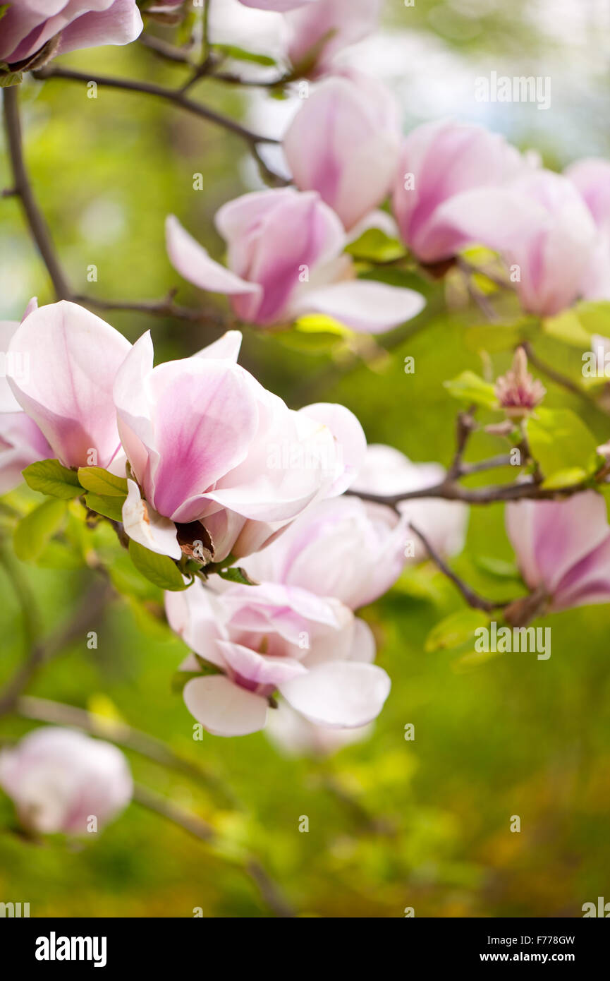 Pink magnolia buds in spring, Magnoliaceae family, blooming plant