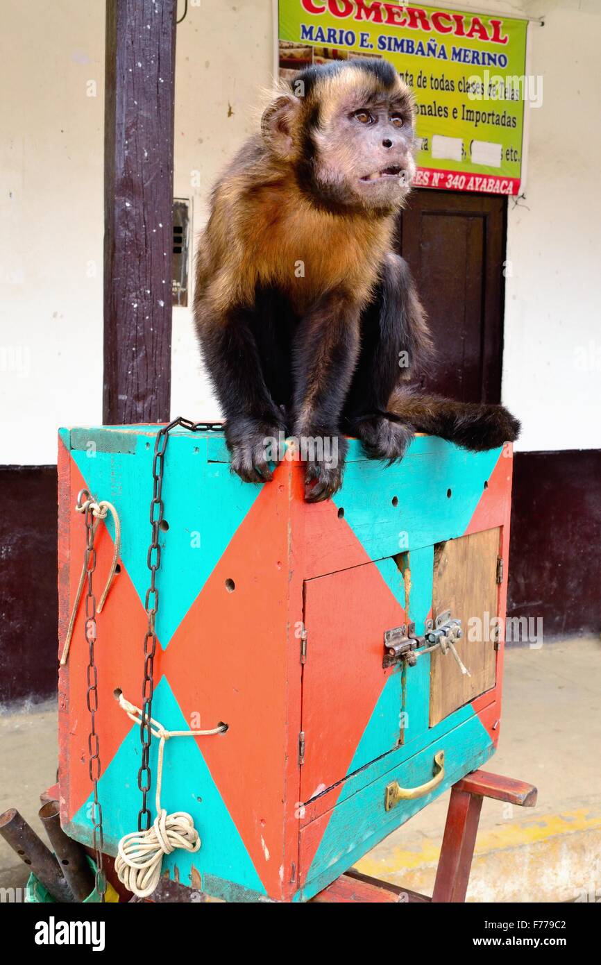 Monkey game - Plaza de Armas in AYABACA . Department of Piura .PERU Stock Photo