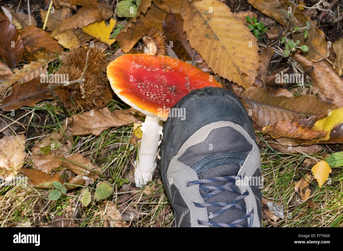Poisonous mushroom being crushed by a hiking boot Stock Photo
